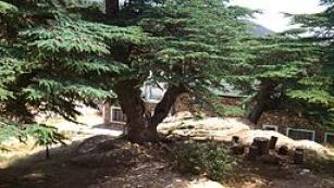 atlas cedar smell