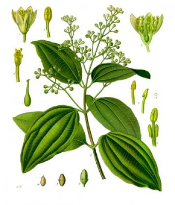 Cinnamomum verum, Franz Eugen Köhler, Köhler's Medizinal-Pflanzen via Wikimedia commons.