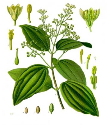 Cinnamon Essential Oil, Cinnamomum zeylanicum 115 - Garden Mother