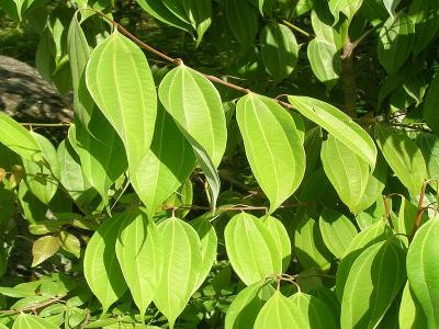  Leaves of Cinnamon, Pithoragarh, Himalayas, India, L. Shyamal via Wikimedia commons.