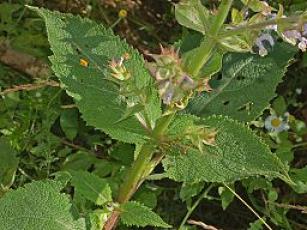 Lamiaceae - Salvia sclarea. Agata Fossili
