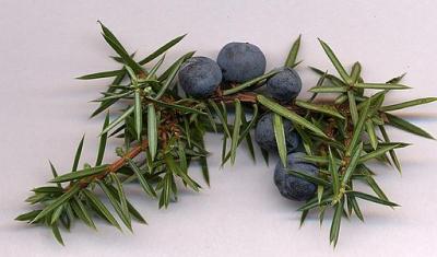 Juniperus communis cones
