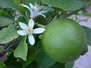 Lime Blossom
