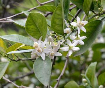 Givaudan - Albert Vieille - [ #plantedumois #aromathérapie] – 🍊☀ Huile  Essentielle Néroli Maroc De son nom botanique Citrus Aurantium ssp. Amara,  le bigaradier ou encore oranger amer est un petit arbuste