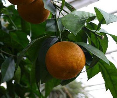 Neroli (Citrus aurantium var. amara) Organic Orange Blossom