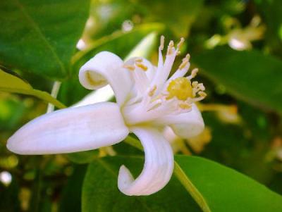 PURE ORANGE BLOSSOM ABSOLUTE Citrus aurantium var.amara NATURAL