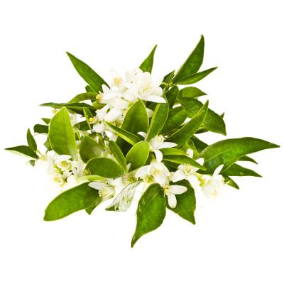 Neroli (Citrus aurantium var. amara) essential oil - relaxing blossom ...