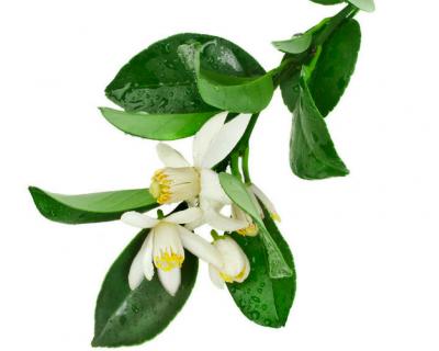 Neroli (Citrus aurantium var. amara) Organic Orange Blossom Essential –  Rising Sun Botanicals