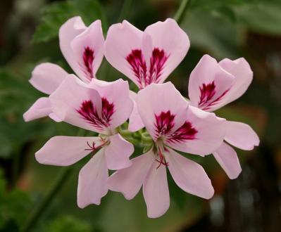 Pelargonium graveolens, Allgau