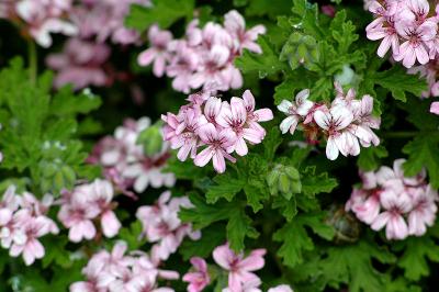 Pelargonium graveolens, Eric Hunt