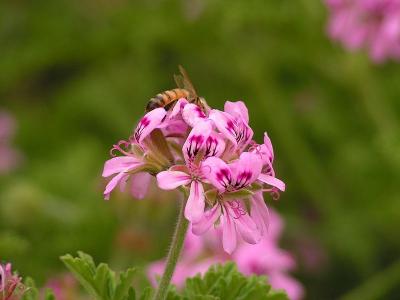 A bee on Pelargonium graveolens flower cluster, Aviyam