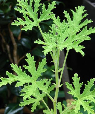 Pelargonium graveolens leaves, Maui