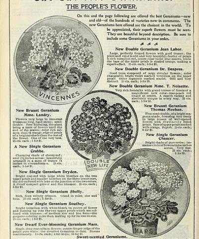 Our new guide to rose culture, Dingee & Conard Co.; Henry G. Gilbert Nursery and Seed Trade Catalog Collection 1891