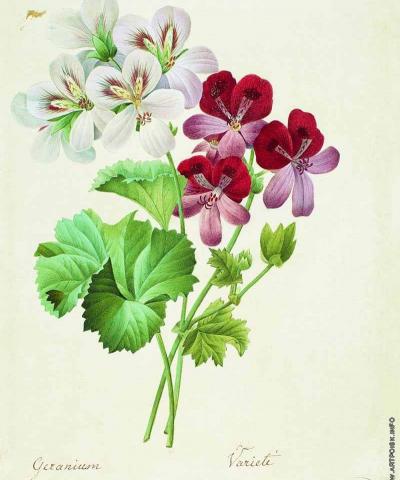 Geranium Variete, F.P Tolstoy 1827 via Wikimedia commons. Geranium Variete, F.P Tolstoy 1827