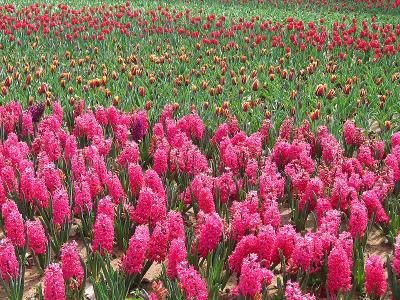 hyacinth and tulip flowers