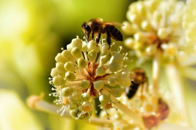 bee on flower