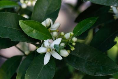 neroli flower