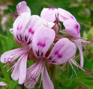 photo of Pelargonium graveolens at the San Francisco Botanical Garden