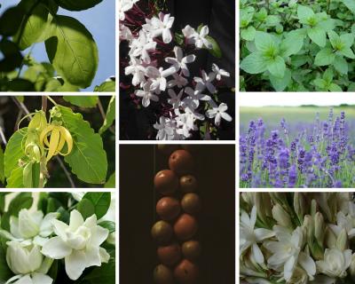 Botanical scents for summer