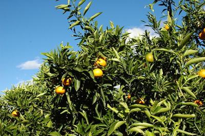 Mandarin tree