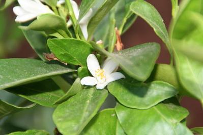 Mandarin flower