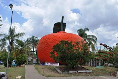 Mundubbera Big Mandarin