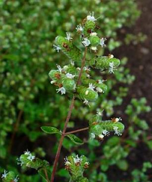 Origanum majorana 002