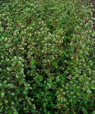 Origanum majorana 001