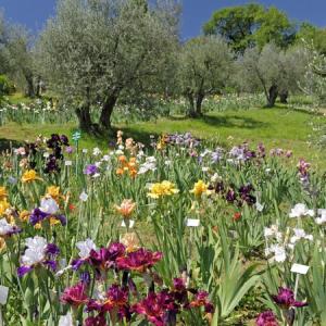 Mediterranean garden