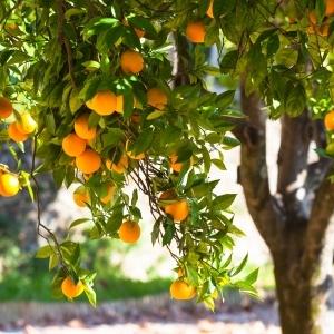 Aromas can transport us to another place or time and botanical scents do this very well. orange tree in orchard