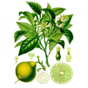 Citrus bergamia - Köhler–s Medizinal-Pflanzen-184