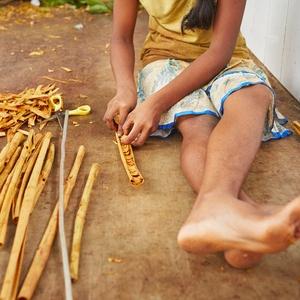 Cinnamon bark processing, Sri Lanka.