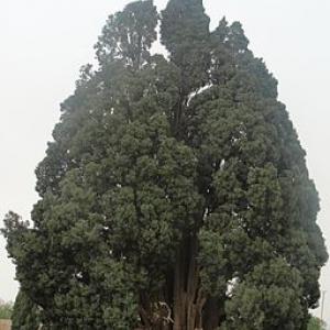 Cypress of Abarqu