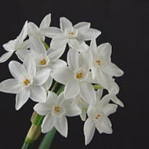 NarcissusPaperwhite01