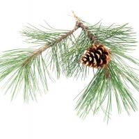 Pine branch and cone